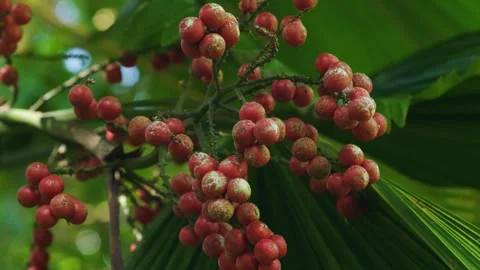 Wild Cherry berries against greenery Stock Footage 248803122