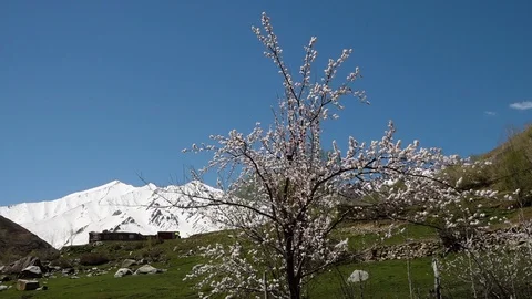 Wild cherry blossoms during spring Stock Footage 106305325