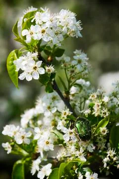 Wild cherry blossoms Stock Photos
