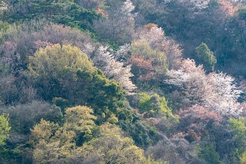 Wild cherry blossoms view in  Spring Otokoyama mountain. Stock Photos