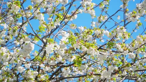 Wild cherry called 'Prunus avium Plena' Stock Footage 153867567