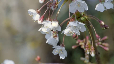 Wild Cherry Delicate Flowers Stock Footage 99555340