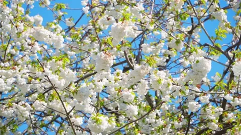 The wild cherry flowers on branches Stock Footage 153868074