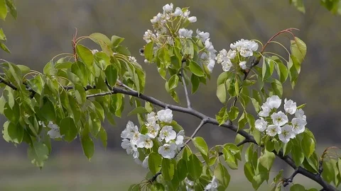 Wild Cherry Flowers Stock Footage 74944656