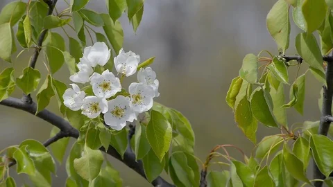Wild Cherry Flowers Stock Footage 74944870