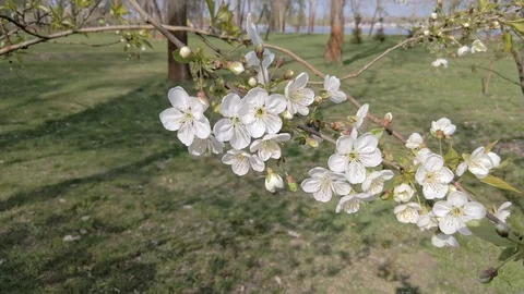 Wild Cherry Flowers Stock Footage 106820741