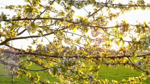 Wild Cherry Stock Footage 23323479