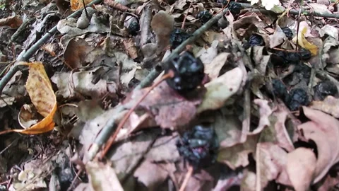 Wild cherry in the forest, fallen dry berries, summer 2025, nature of Ukraine. 動画素材 315899618