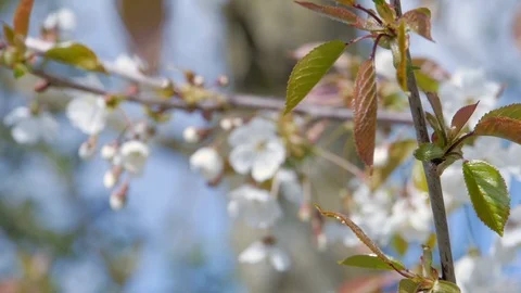 Wild Cherry Green Leaves Rack Focus Stock Footage 100126637