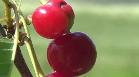 Wild cherry, meadow Video stock 51396527