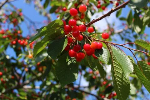 Wild cherry in the nature Stock Photos