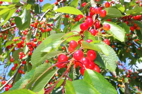 Wild cherry in the nature Stock Photos