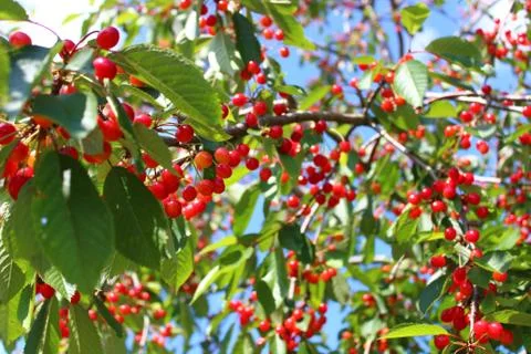 Wild cherry in the nature Stock Photos