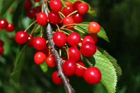 Wild cherry in the nature Stock Photos