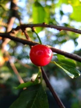 The wild cherry. Stock Photos