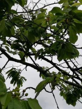 Wild  CHERRY Stock Photos