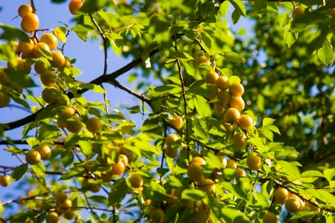 Wild cherry-plum hanging from a tree branch Yellow ripe plum Stock Photos