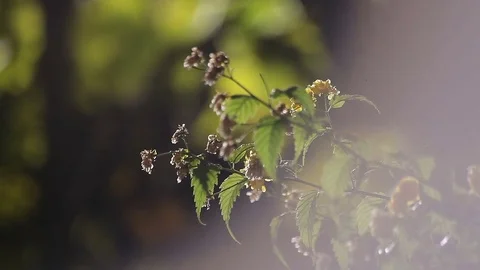 Wild Cherry Plum Pan and Flares Stock Footage 77996644