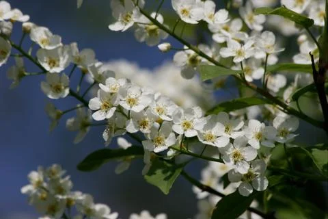 Wild cherry (prunus avium) Foto stock