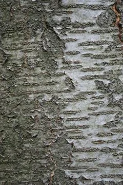 Wild cherry tree bark Stock-Fotos