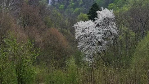 Wild cherry tree blossoming in the forest during spring Stock Footage 186633861