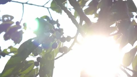 A wild cherry tree close up 4k 25fps video Stock Footage 316817950