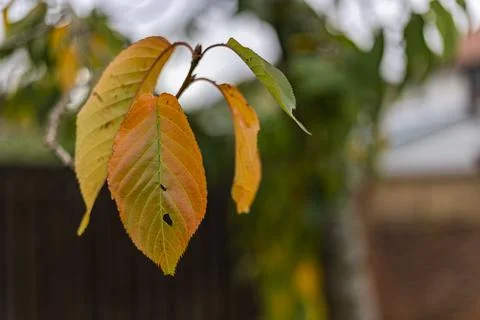 Wild Cherry Tree Leaf on Branch and Trunk with Blurred Background Stock Photos