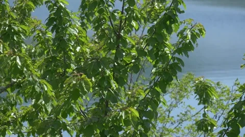 Wild cherry tree with mountain lake in background, Italy Видео 335680527