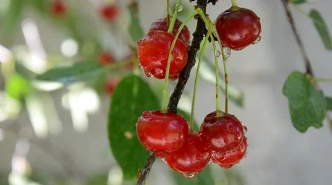 WILD CHERRY TREE SUMMER AFTER RAIN  Stock Footage 57283759