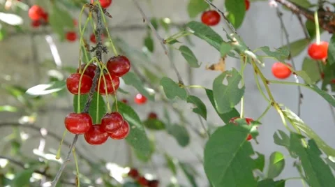 WILD CHERRY TREE SUMMER WIND  Stock Footage 57283807