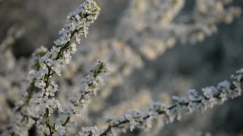 Wild chery flovers on the evening Stock Footage 99858345