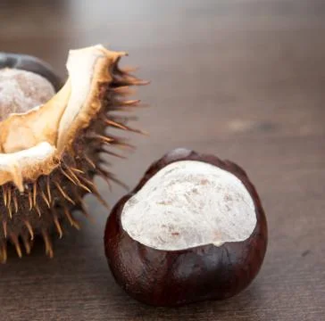 Wild chestnut closeup Stock Photos