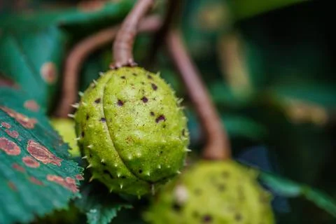 Wild chestnut Stock Photos
