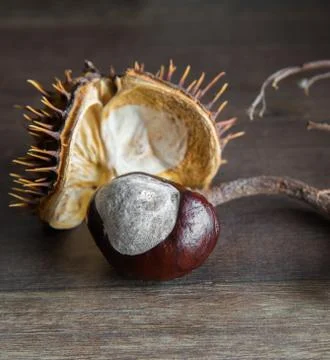 Wild chestnut in a shell Stock Photos
