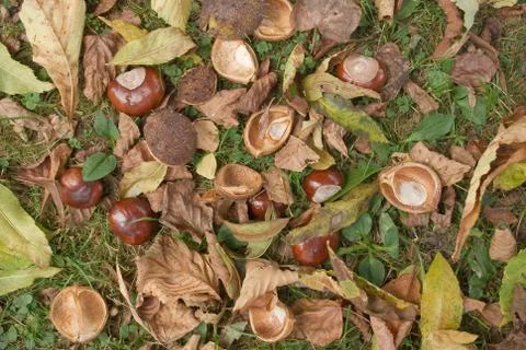 Wild chestnuts Stock Photos