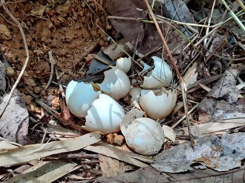 Wild Chicken nest with Shell egg in a natural environment, and so many shell. Stock Photos