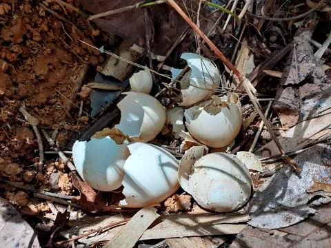Wild Chicken nest with Shell egg in a natural environment, and so many shell. Stock Photos