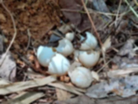 Wild Chicken nest with Shell egg in a natural on blurred background. Stock Photos