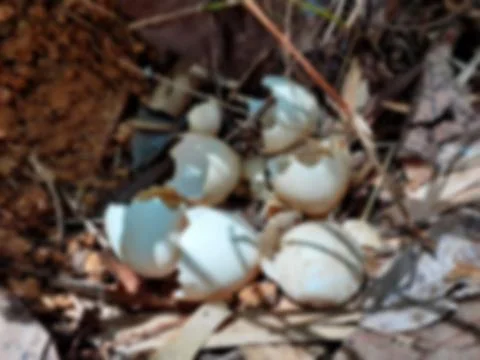 Wild Chicken nest with Shell egg in a natural on blurred background. Stock Photos