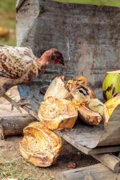 Wild chicken Stock Photos