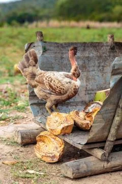 Wild chicken Stock Photos