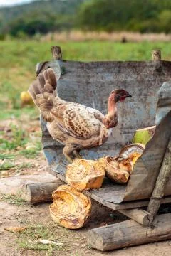 Wild chicken Stockfoto's