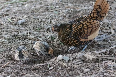 Wild chicken Foto stock