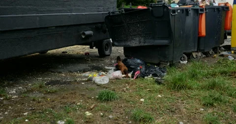 Wild chickens feeding garbage, Typical ecological problems, earth in danger. Stock Footage 103293682