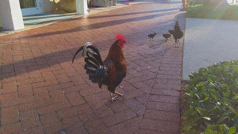 Wild chickens roaming in Key West, Florida, USA Stock Footage 112635425