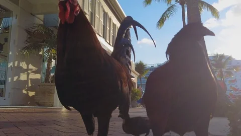 Wild chickens roaming in Key West, Florida, USA Stock Footage 112635538