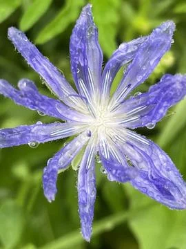 Wild Chickory Foto stock