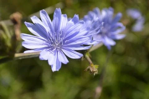 Wild Chicory Flower Stock Photos