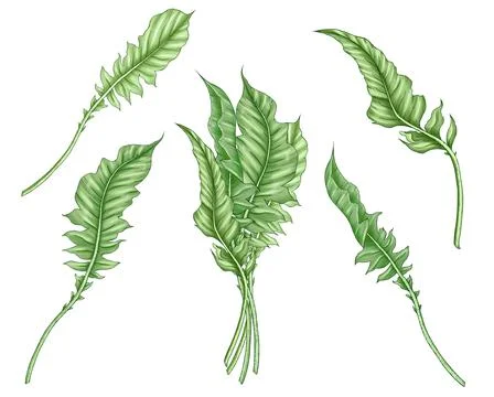 Wild chicory leaves bundle Stock Illustration