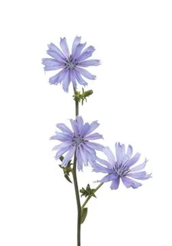 Wild chicory Stock Photos